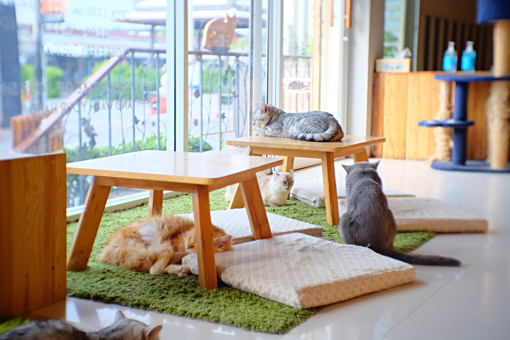 猫カフェにいる猫たち