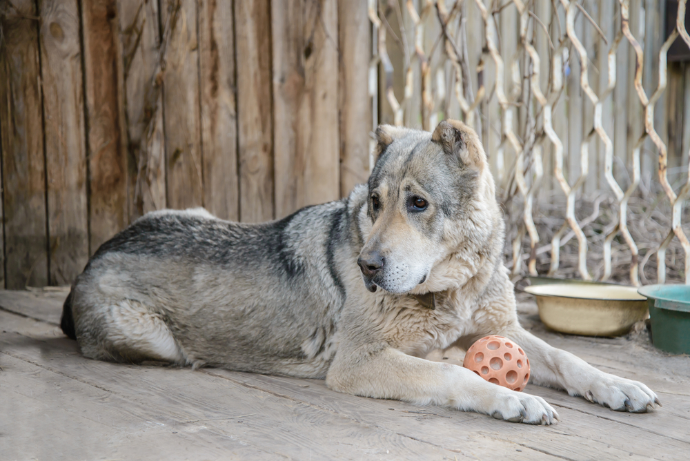 Adult large Central Asian shepherd dog lies with the orange ball near his home on a wooden floor