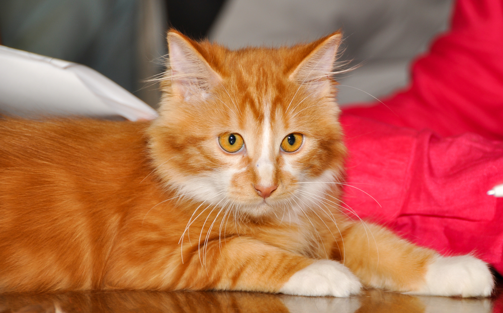 red Bobtail cat, Cymric (Longhaired Manx)