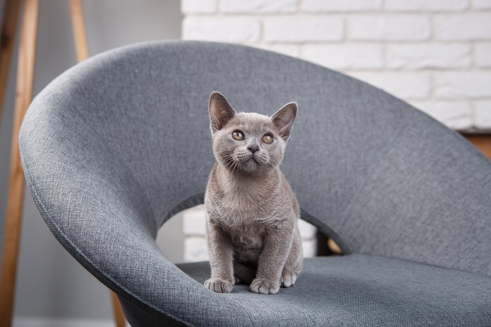 grey kitten Burmese sitting on a gray fabric chair in the interior against the white brick walls and fireplace