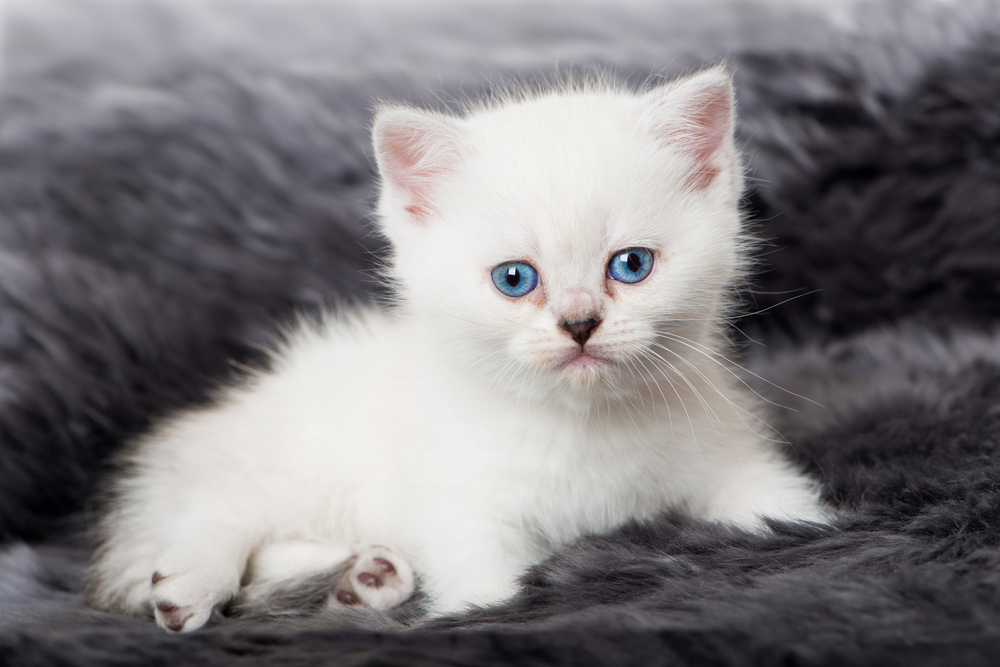 White kitten