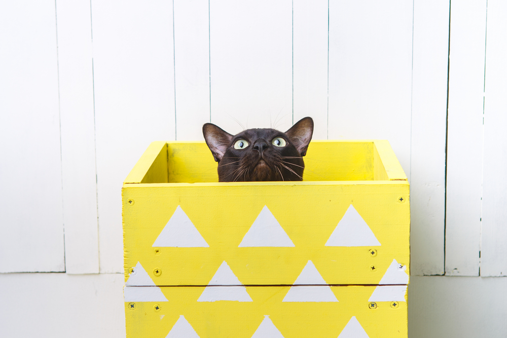 chocolate brown color European Burmese cat peeking out of a yellow box. White wooden background