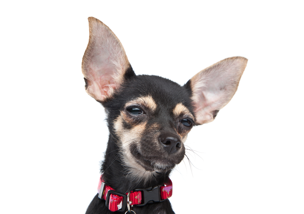 Puppy dog smiling isolated on white