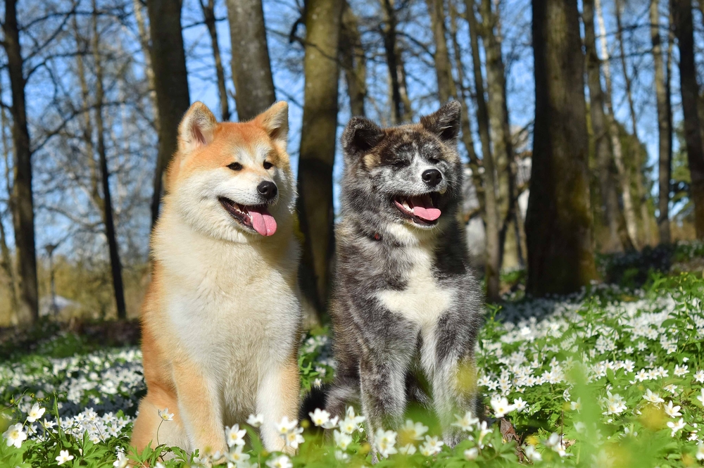 Two Akitas Inu enjoy spring