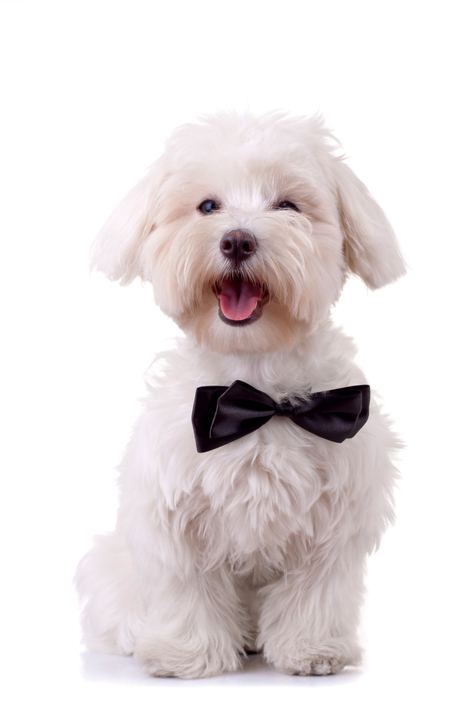 Bichon Frise looks handsome in his black bow tie against white background
