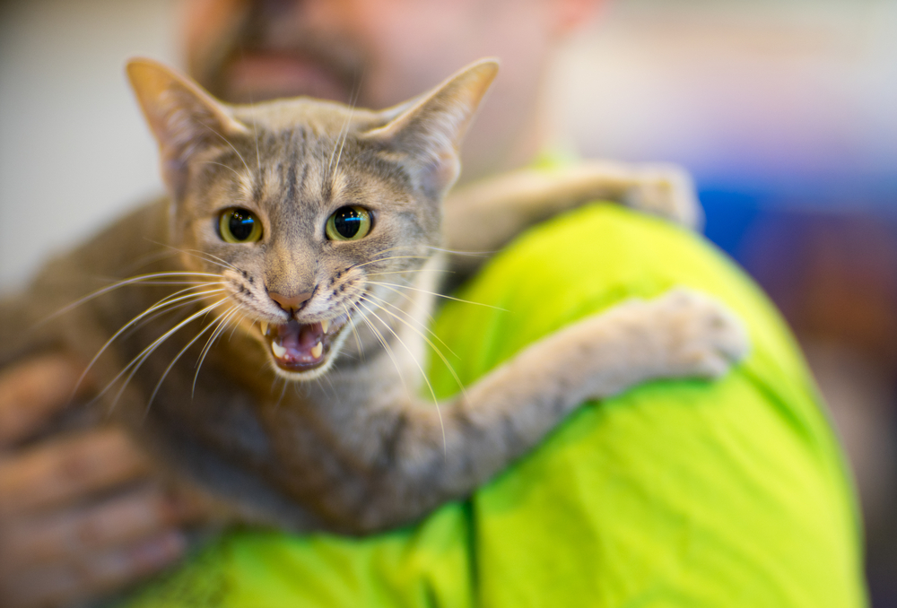 Ocicat - He sits on the owners lap