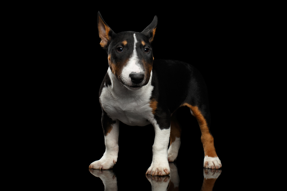 Black and white mini bull terrier Puppy on Isolated Black Background