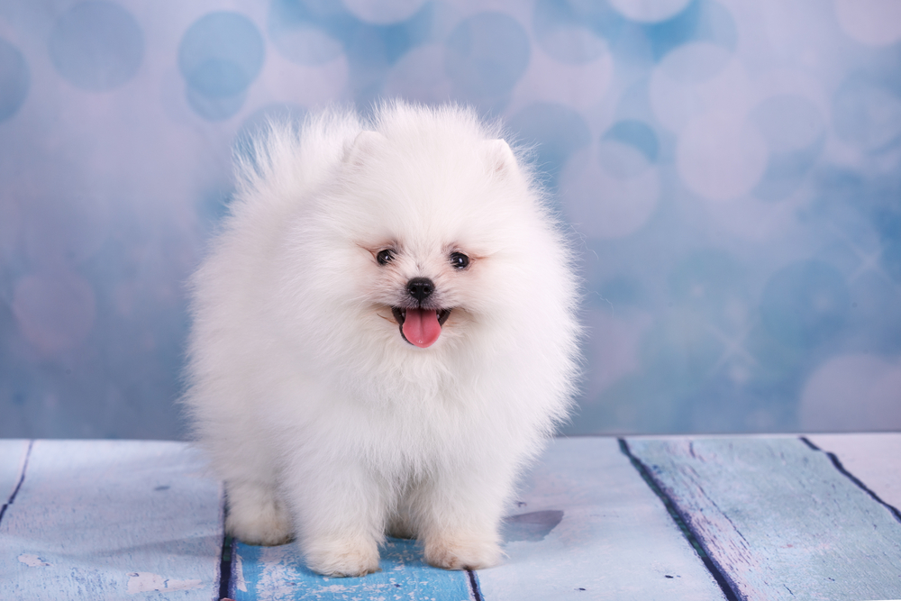 Cute White fluffy puppy pomeranian spitz on light blue background