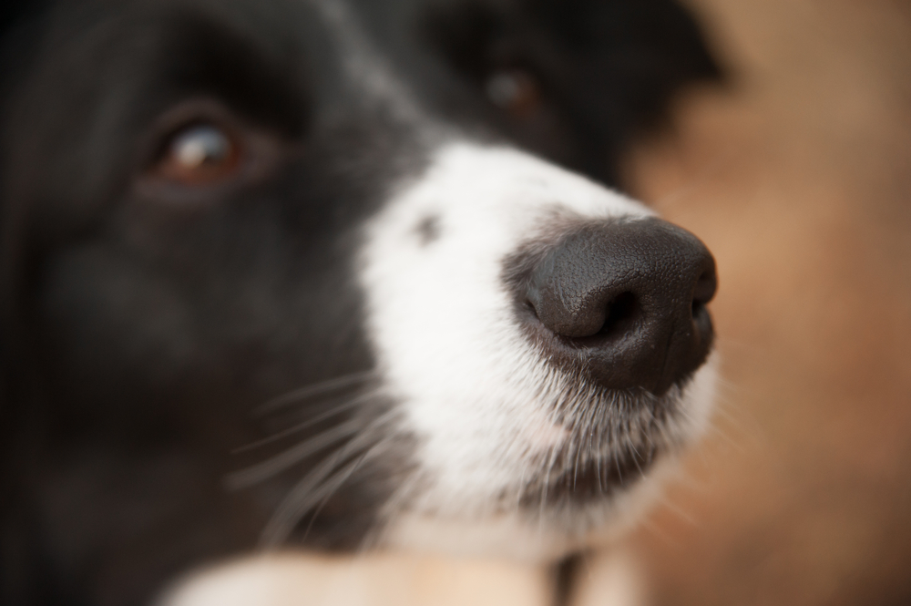 Leathern nose of the border collie