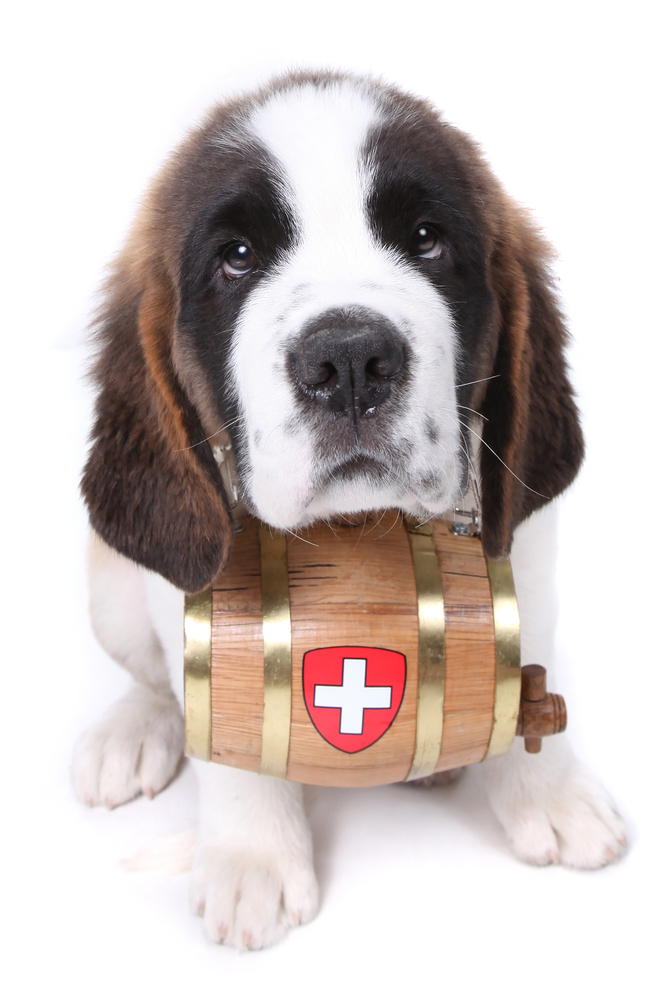 Saint Bernard puppy with a rescue barrel around the neck