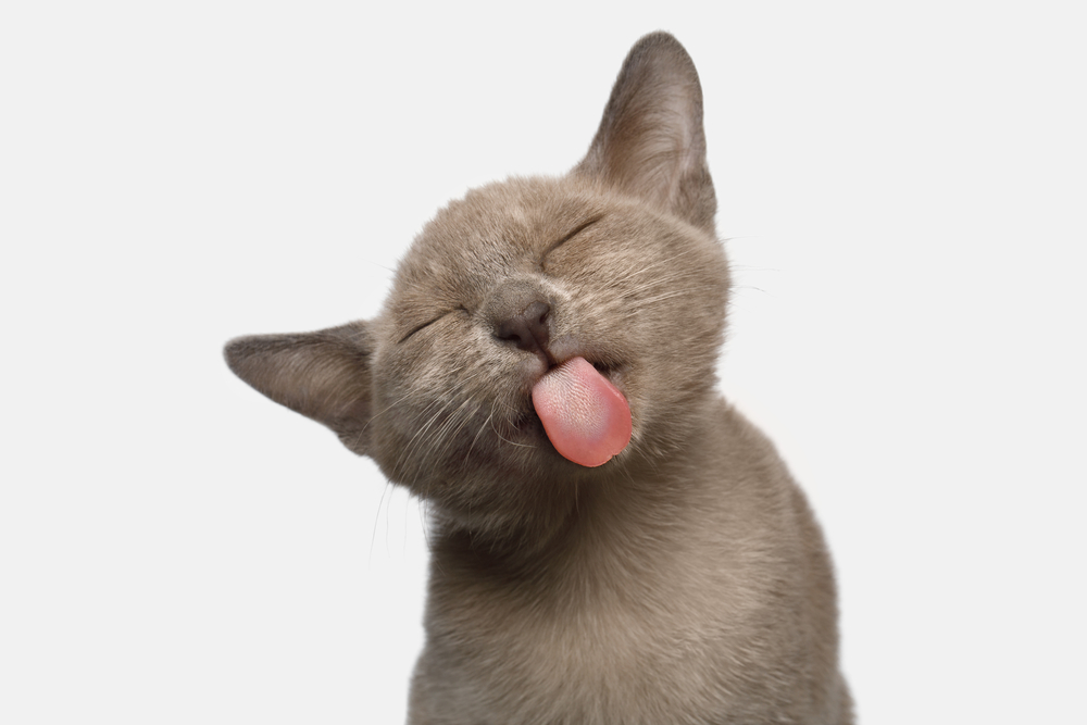 猫舌の由来って何？実は猫も暖かいご飯が好きだった！