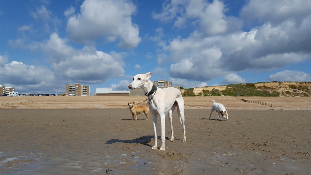Dogs on sandy beach in summer.