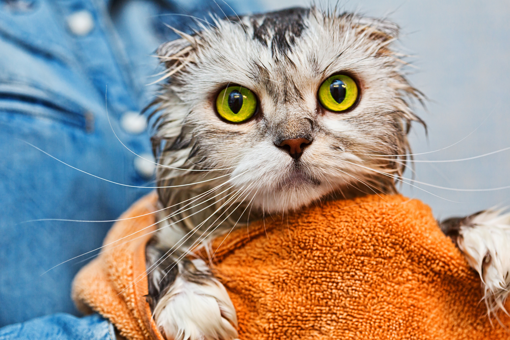 Scottish fold just washed cat with bright green eyes