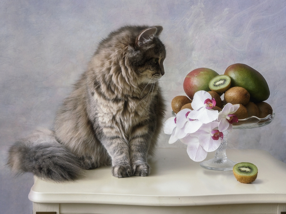 キウイは猫にとっても栄養価の高いフルーツ？猫が食べるとどんな影響があるの？