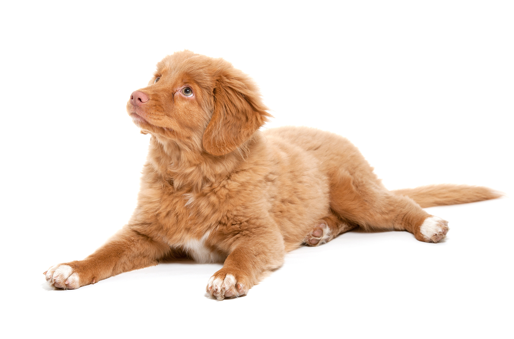 a young puppy of the Nova Scotia Duck Tolling Retriever breed