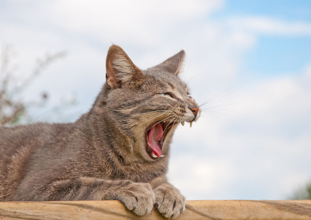 猫があくびをするのは眠いだけじゃない！猫があくびをする5つの理由と対処法とは？