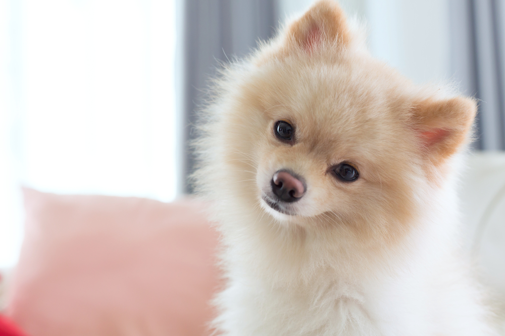 close up image, question face of small pomeranian dog cute pet
