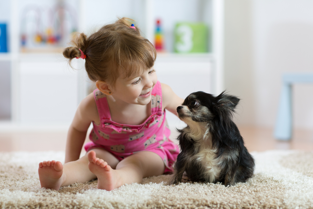 Child girl plays with little dog black hairy chihuahua doggy