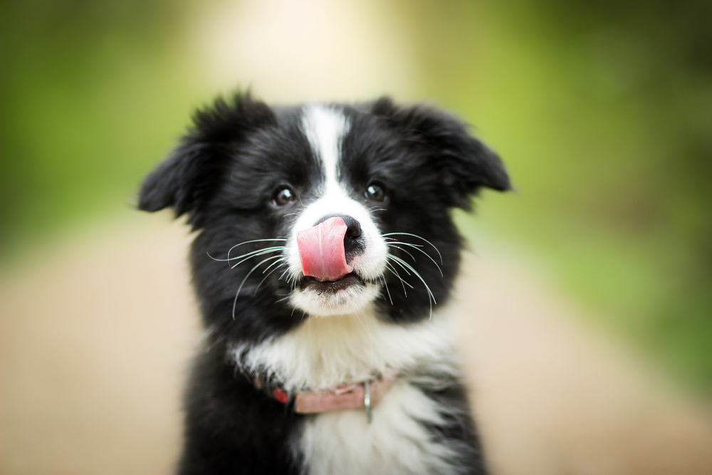 Cute Adorable Black And White Border Collie Puppy Portrait Licking Nose