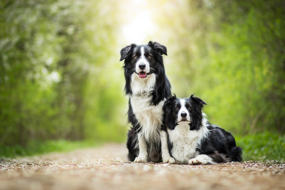 Two Adorable Black And White Border Collies Portrait