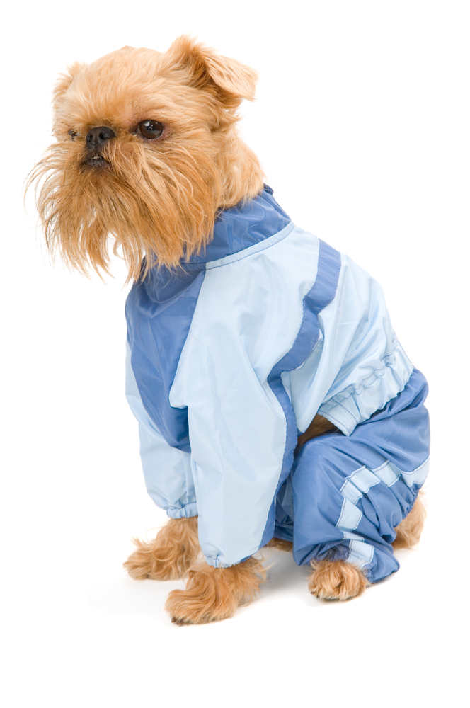 Brussels Griffon dog breed in the blue jacket