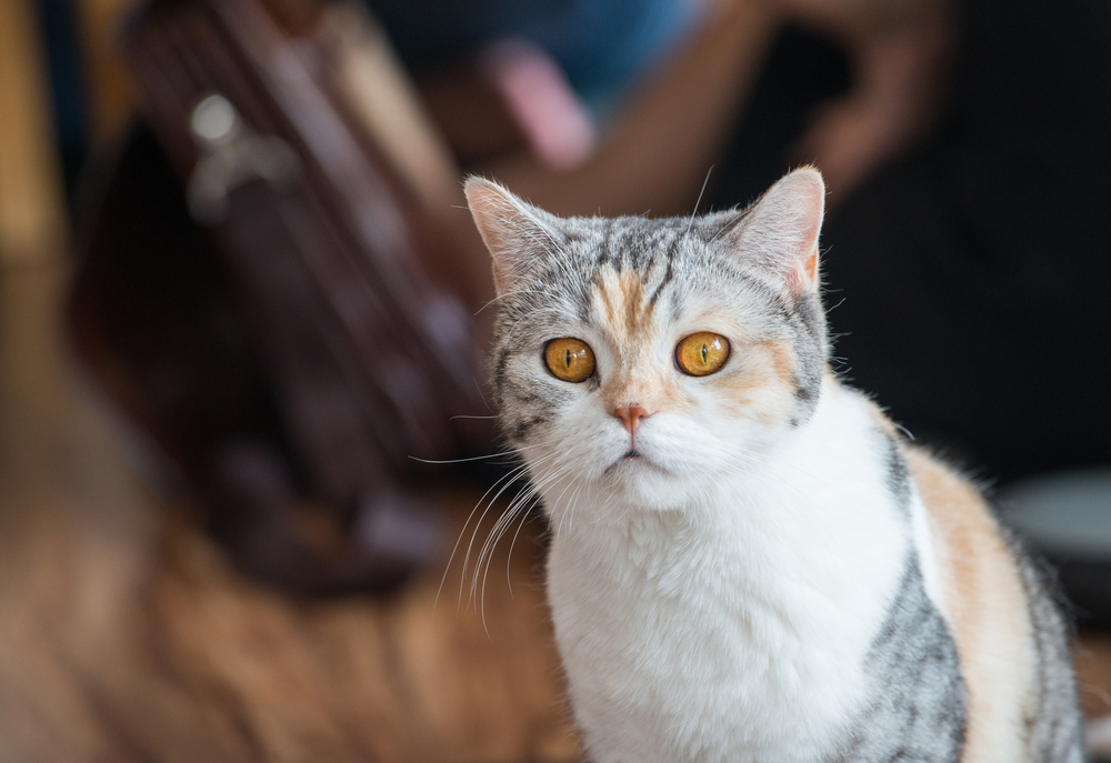 The American wirehair cat.