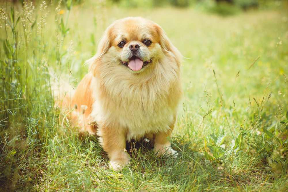 A dog is a human best friend. Pekingese light red color resting in the field in the grass and flowers enjoying of rays of the warm sun