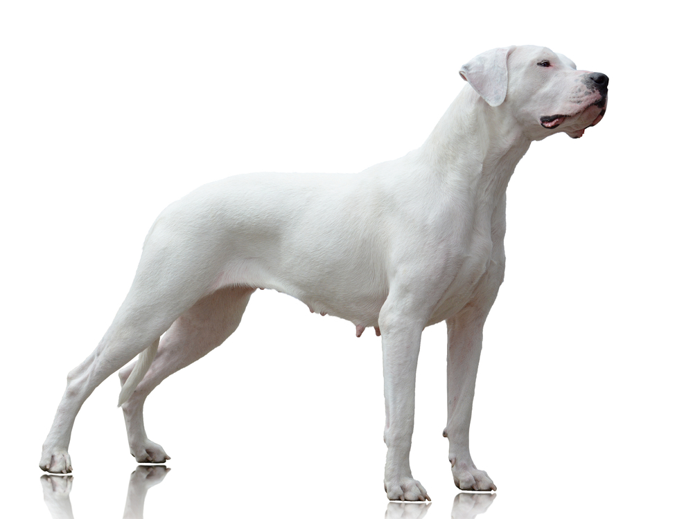 Dogo Argentino female stand isolated on white background side view
