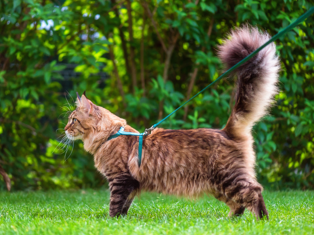 猫に散歩は必要なの？散歩のメリット・デメリットをそれぞれ解説していきます！