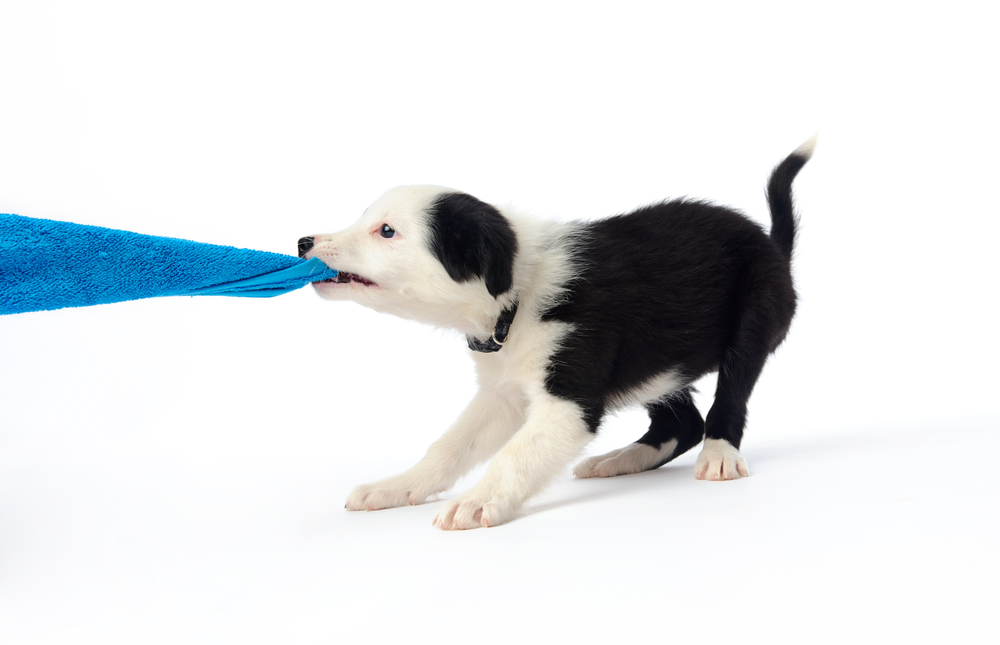 Playful border collie puppy tugging on a towel