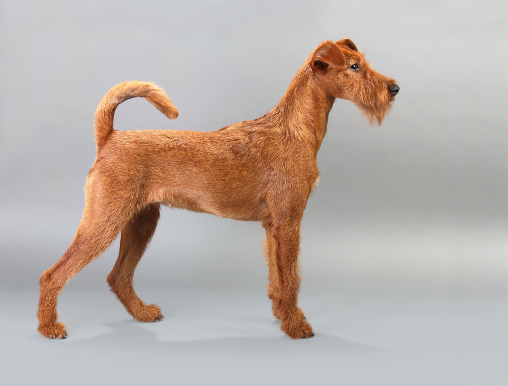 Irish terrier with a gray background. Not isolated.
