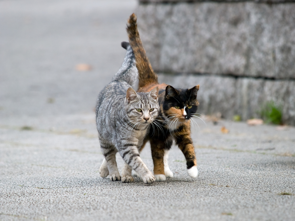 二匹で歩く野良猫