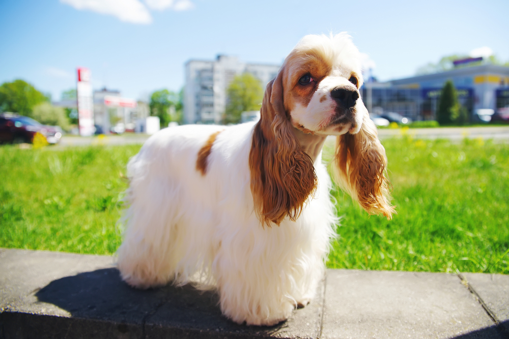 White and red American Cocker Spaniel dog posing outdoors in the city