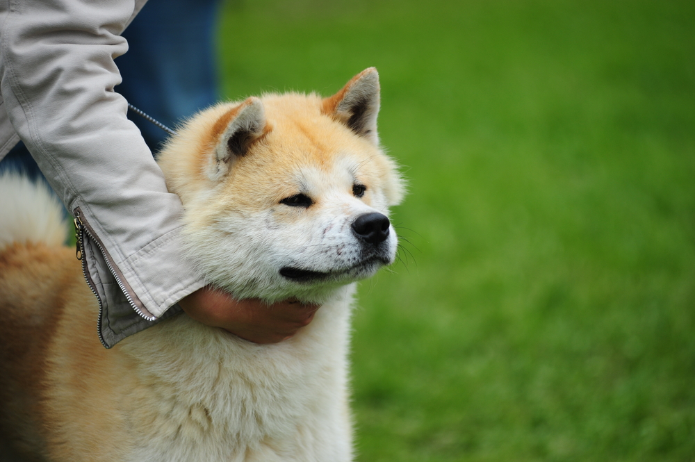 Akita inu dog close-up portrait