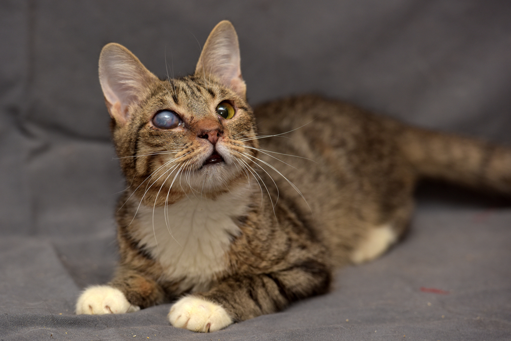 Tabby cat with cataracts in the eye on a gray background.