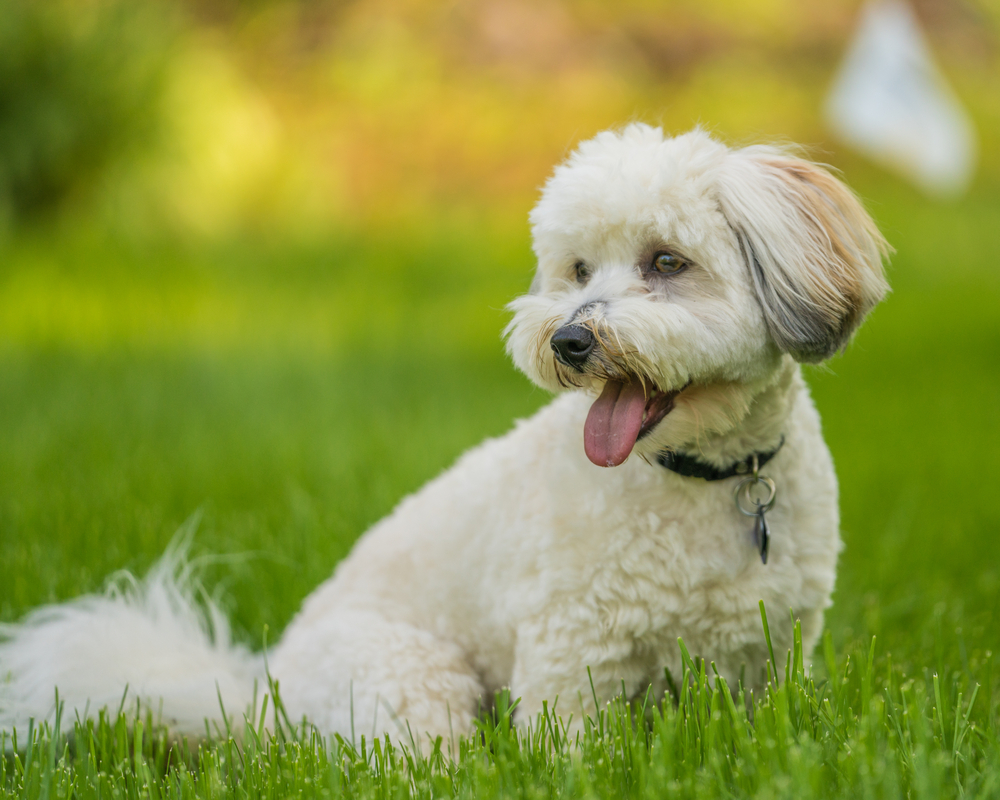 Coton de Tulear terrier sitting in a green grassy field