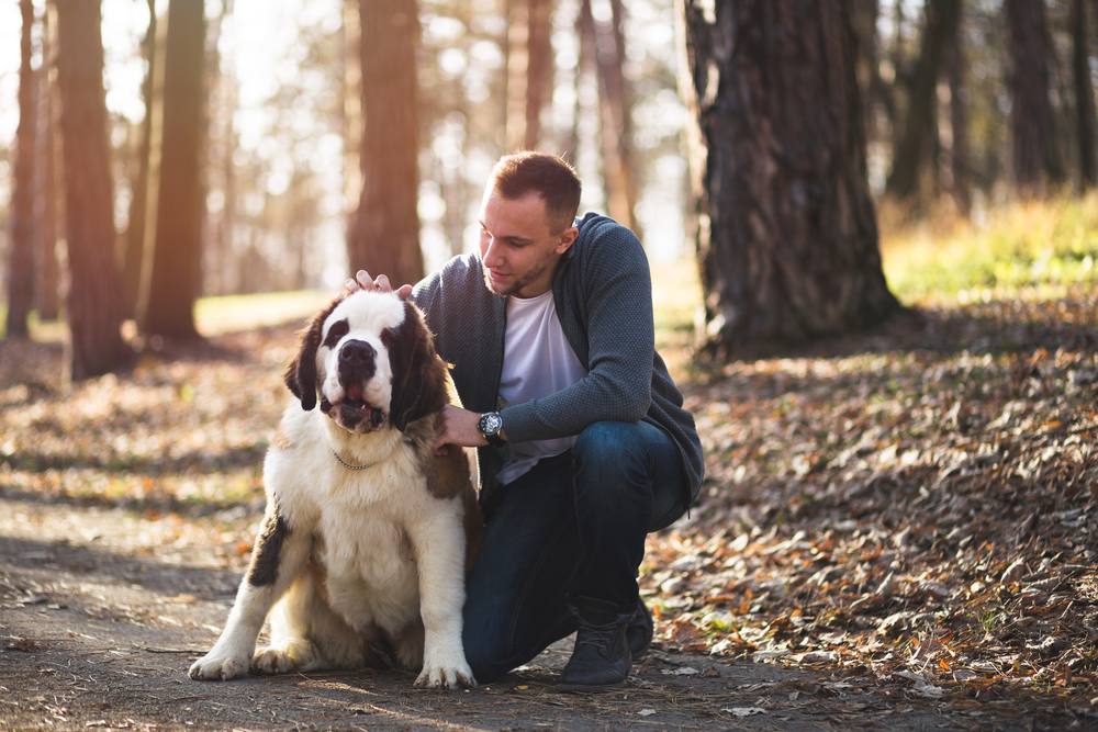 Casually dressed man enjoying outdoors with his Sent Bernard puppy. 