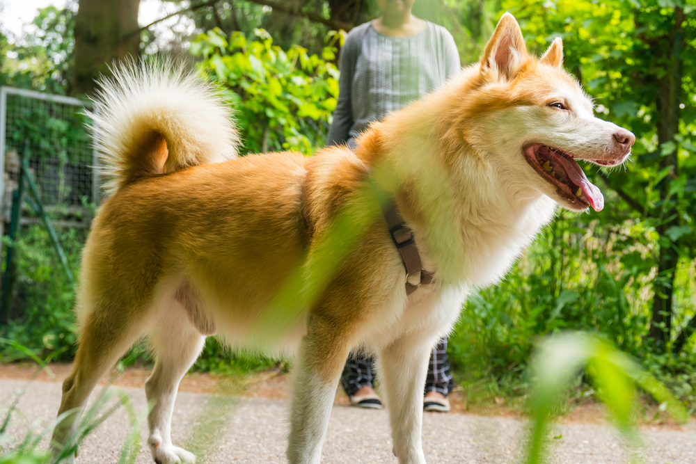 Icelandic Sheepdog Typical Home Pet Walking Around Daytime Stroll Park Happy Tongue Cute Pretty Animal