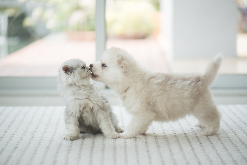 Cute kitten and puppy playing together