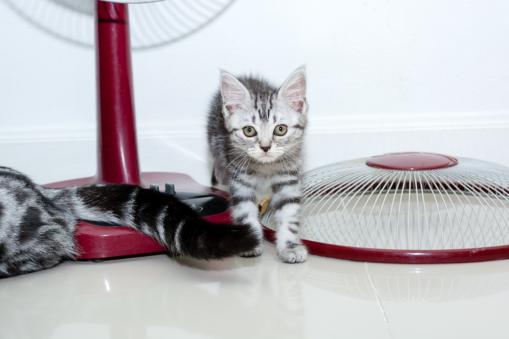 扇風機の側で遊ぶ子猫
