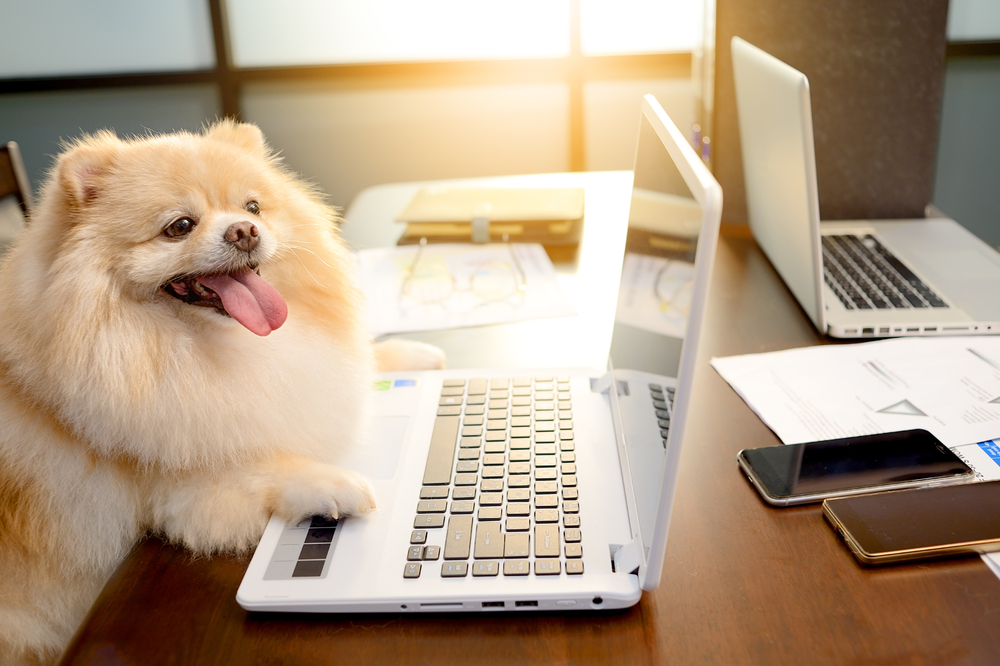 Business dog smart searching stock market online check his account with smile. Pomeranian fluffy easy shopping online Succeed concept.