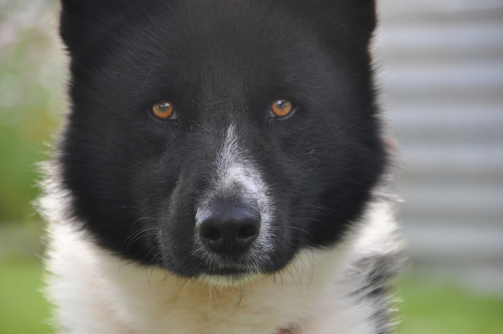 karelian bear dog portrait