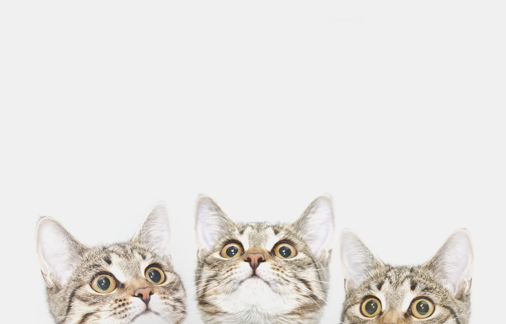 Three cute kittens are waiting to be fed (or likes). Curious cats faces looking up
