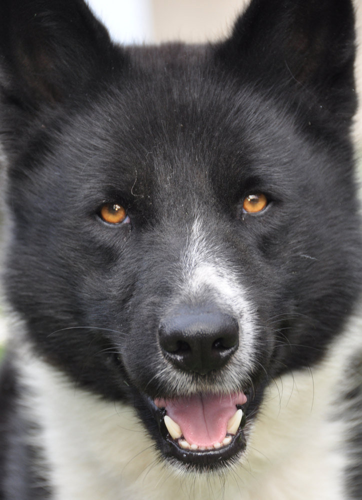 karelian bear gog portrait detail face