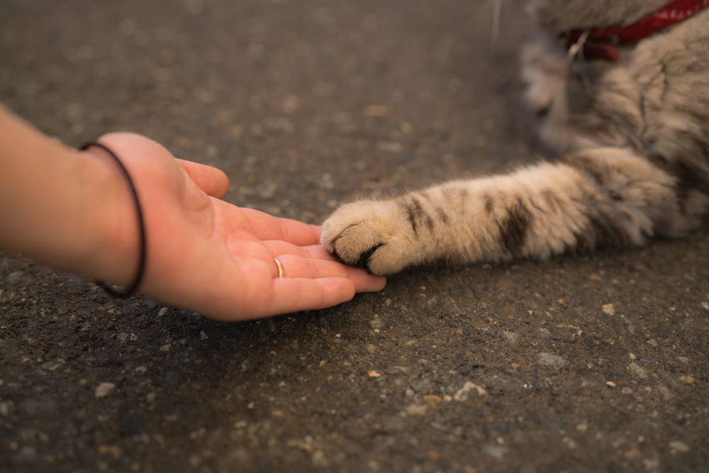 人の手に前足を乗せる猫