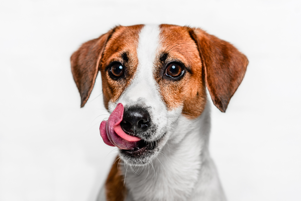 Happy dog showing small tongue