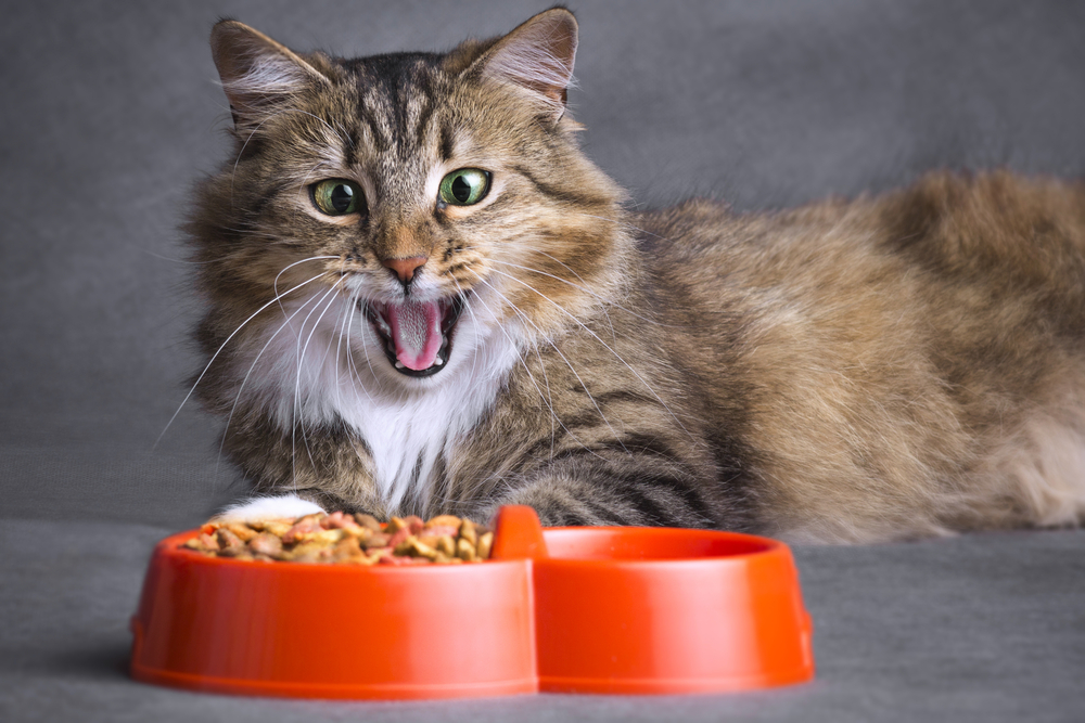 Portrait of a Siberian cat opened his mouth in surprise and  looking on a bowl full of dry food on a gray background