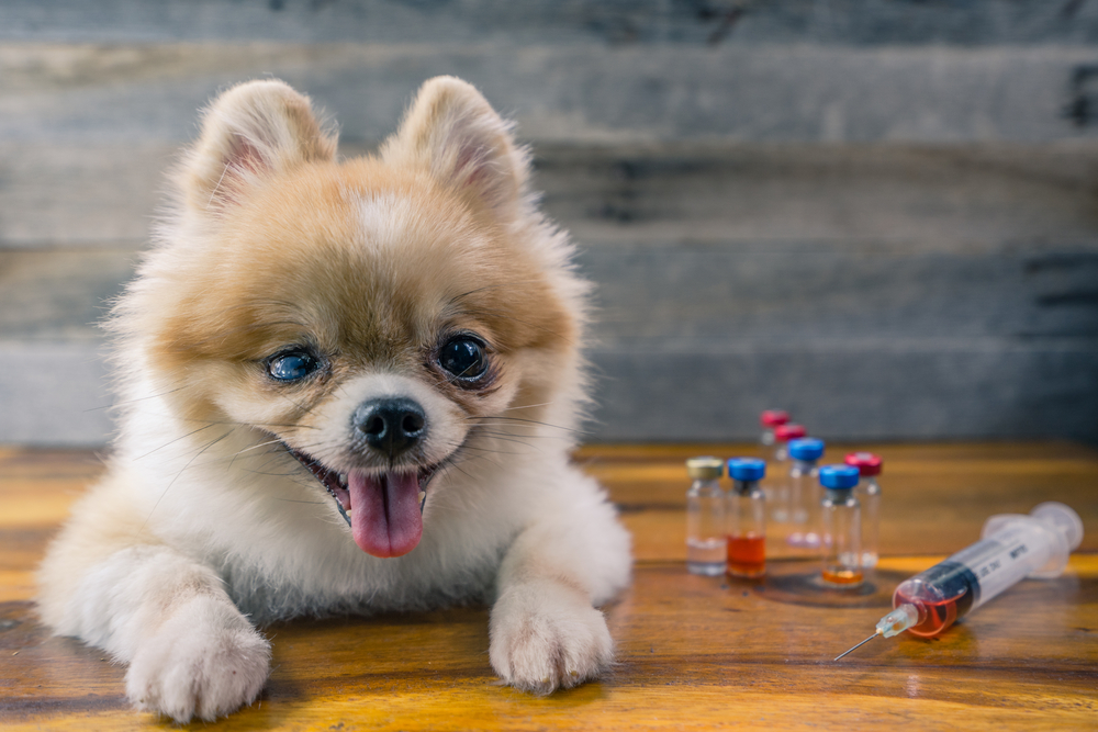 Veterinary medicine, pet, animals, health care and people concept - close up of Pomeranian dog sitting on wood floor with blur syringe and vials , drug injection or vaccination, wood background.