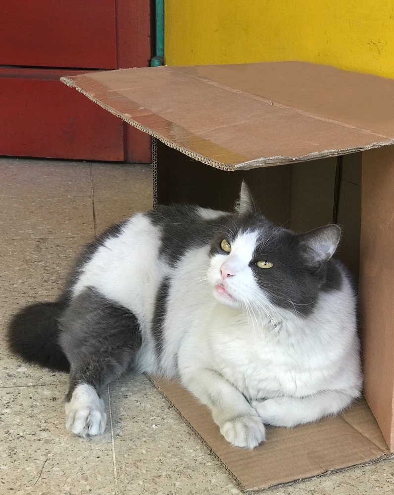 Cat laying down inside a cardboard house