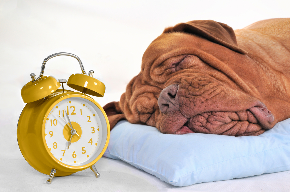 犬の睡眠が長いのはなぜ？犬が突然寝る理由や寝すぎるリスクを解説します！